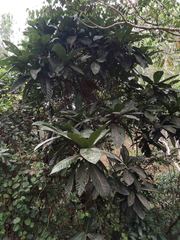 Ficus habrophylla