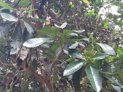 Tabernaemontana cerifera