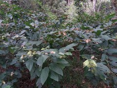 Flemingia strobilifera