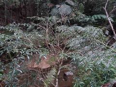 Arthroclianthus angustifolius