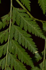 Calochlaena straminea
