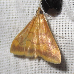 Pyrausta onythesalis