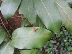Choreutis amethystodes