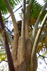 Sphaeropteris intermedia