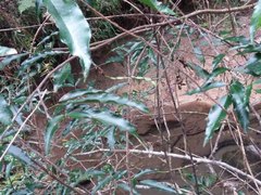 Arthroclianthus angustifolius
