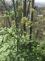 Prionosciadium thapsoides