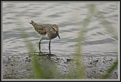 Calidris fuscicollis