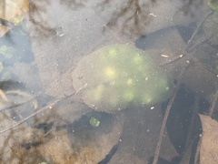 Oophila amblystomatis