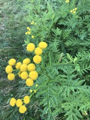 Tanacetum vulgare