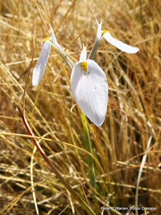 Moraea modesta