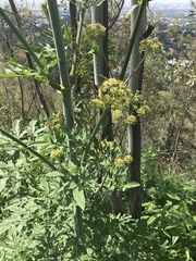 Prionosciadium thapsoides