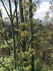 Prionosciadium thapsoides
