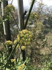 Prionosciadium thapsoides