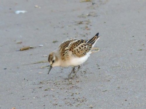 Correlimos menudo (Calidris minuta)
