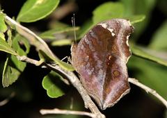 Junonia natalica natalica