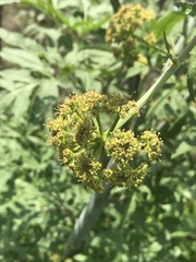 Prionosciadium thapsoides