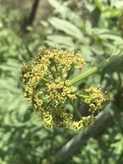 Prionosciadium thapsoides