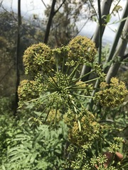 Prionosciadium thapsoides