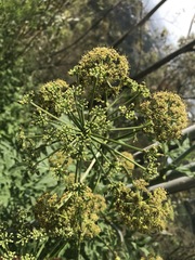 Prionosciadium thapsoides