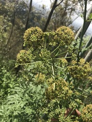 Prionosciadium thapsoides