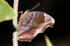 Junonia natalica natalica
