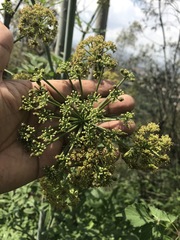 Prionosciadium thapsoides