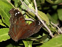 Junonia natalica natalica