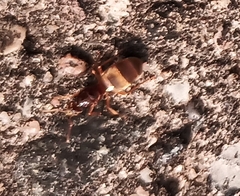 Formicidae