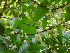 Coffea liberica