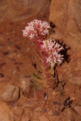 Crassula alpestris