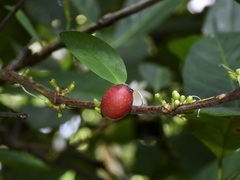 Coffea liberica