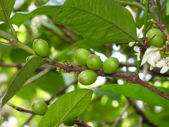 Coffea liberica