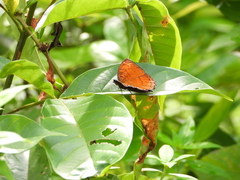 Ariadne ariadne