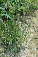 Sporobolus alopecuroides