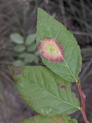 Phyllostictaceae