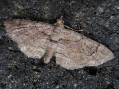 Eupithecia spadix