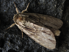 Shaka atrovittatus