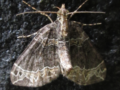 Ecliptopera umbrosaria