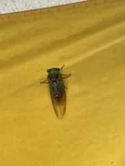 Megatibicen pronotalis