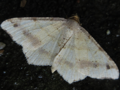 Pareclipsis gracilis