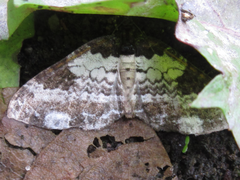 Melanthia procellata