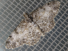 Protoboarmia simpliciaria