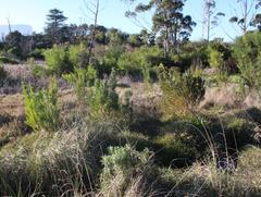 Leucadendron macowanii
