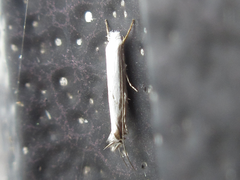Lyonetia