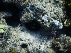 Gymnothorax undulatus