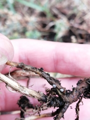 Toxopterina vandergooti