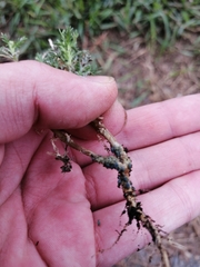 Toxopterina vandergooti