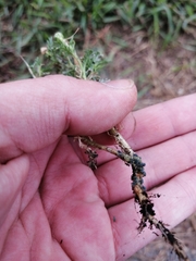 Toxopterina vandergooti