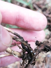 Toxopterina vandergooti