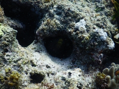 Gymnothorax undulatus